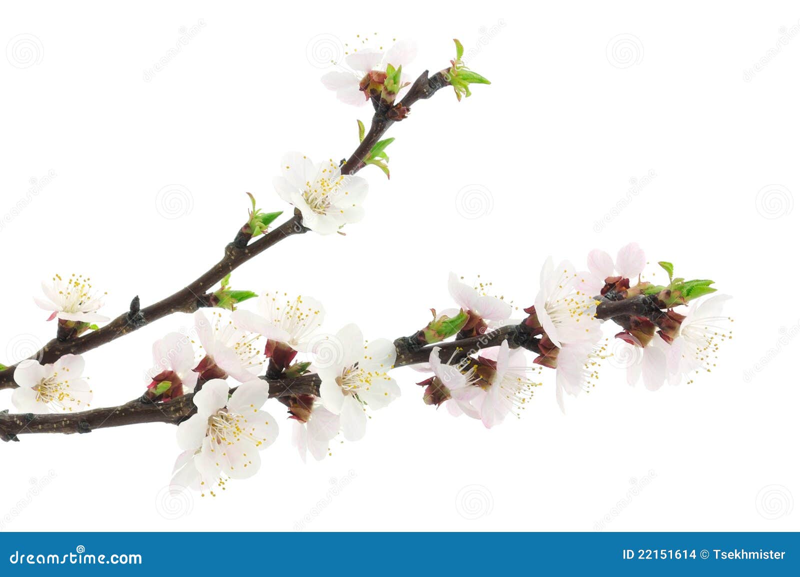 Apricot blossom stock photo. Image of flowers, leaves 22151614