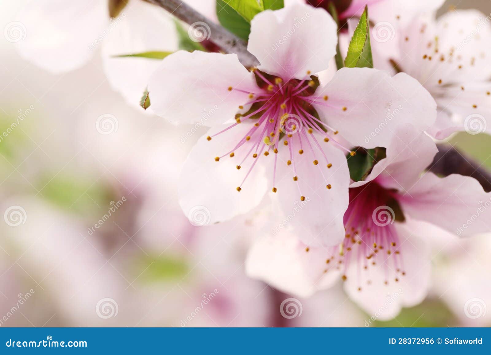 Apricot blossom stock photo. Image of branch, bloom, botany 28372956