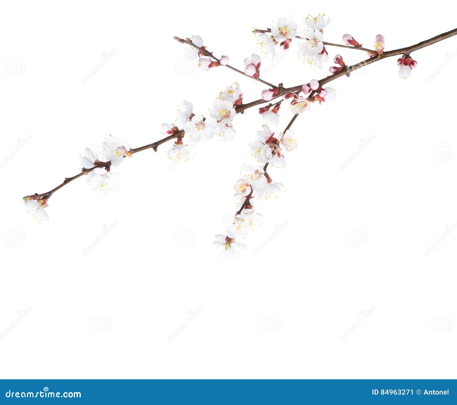 Apricot in blossom. stock image. Image of fresh, macro 84963271