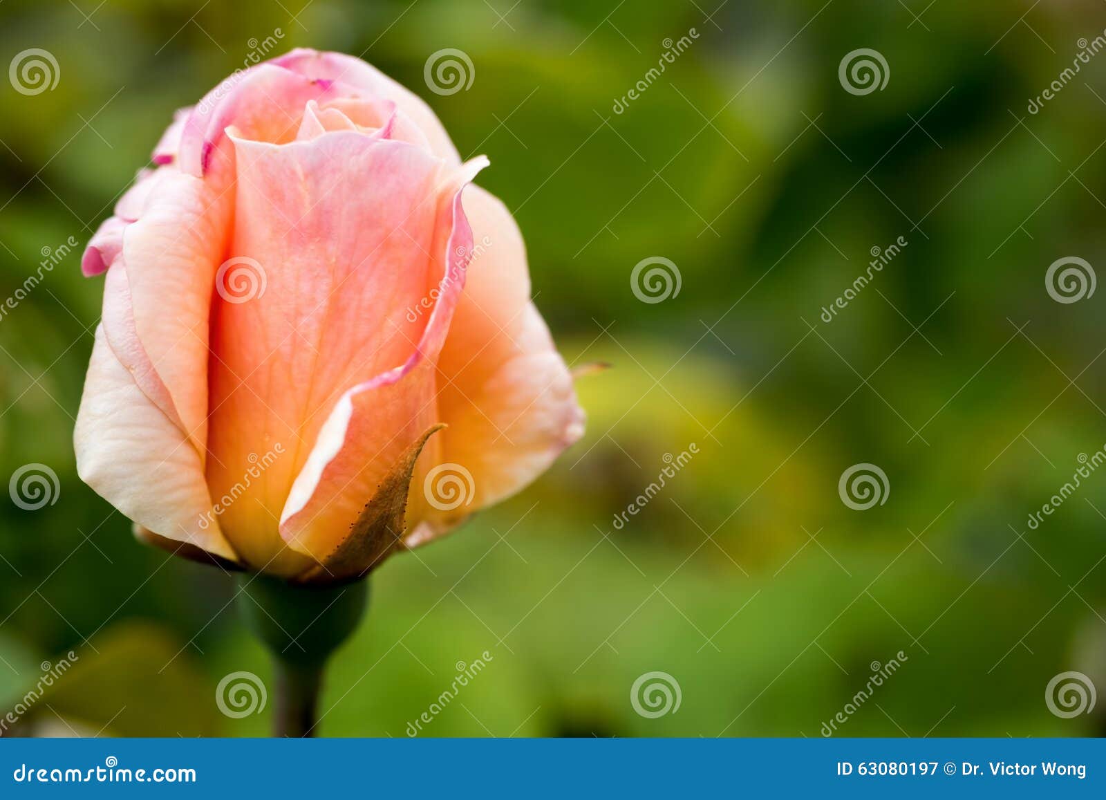 Apricot color rose bud stock image. Image of color, bloom 63080197
