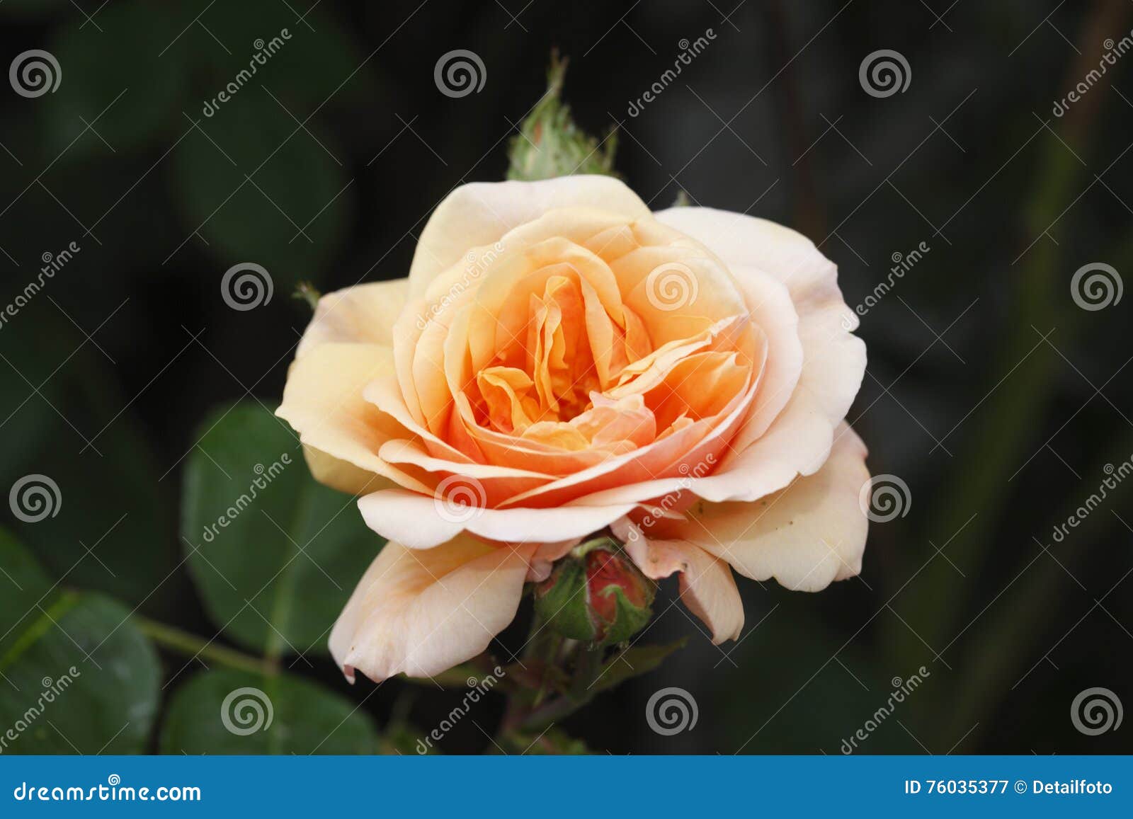 Apricot colored Rose stock image. Image of summer, bloom 76035377