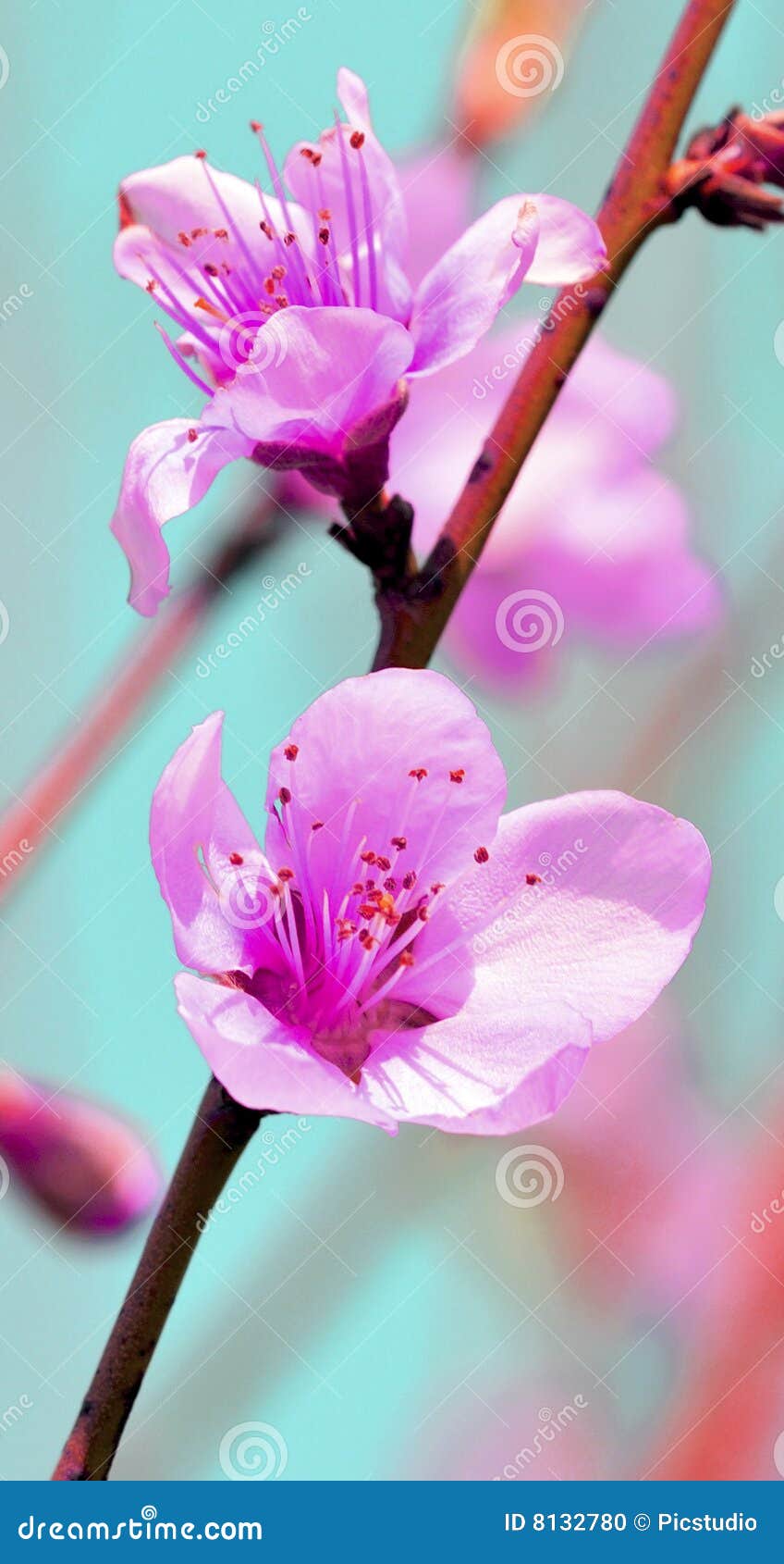 Apricot flower stock photo. Image of blue, fruit, orchard 8132780
