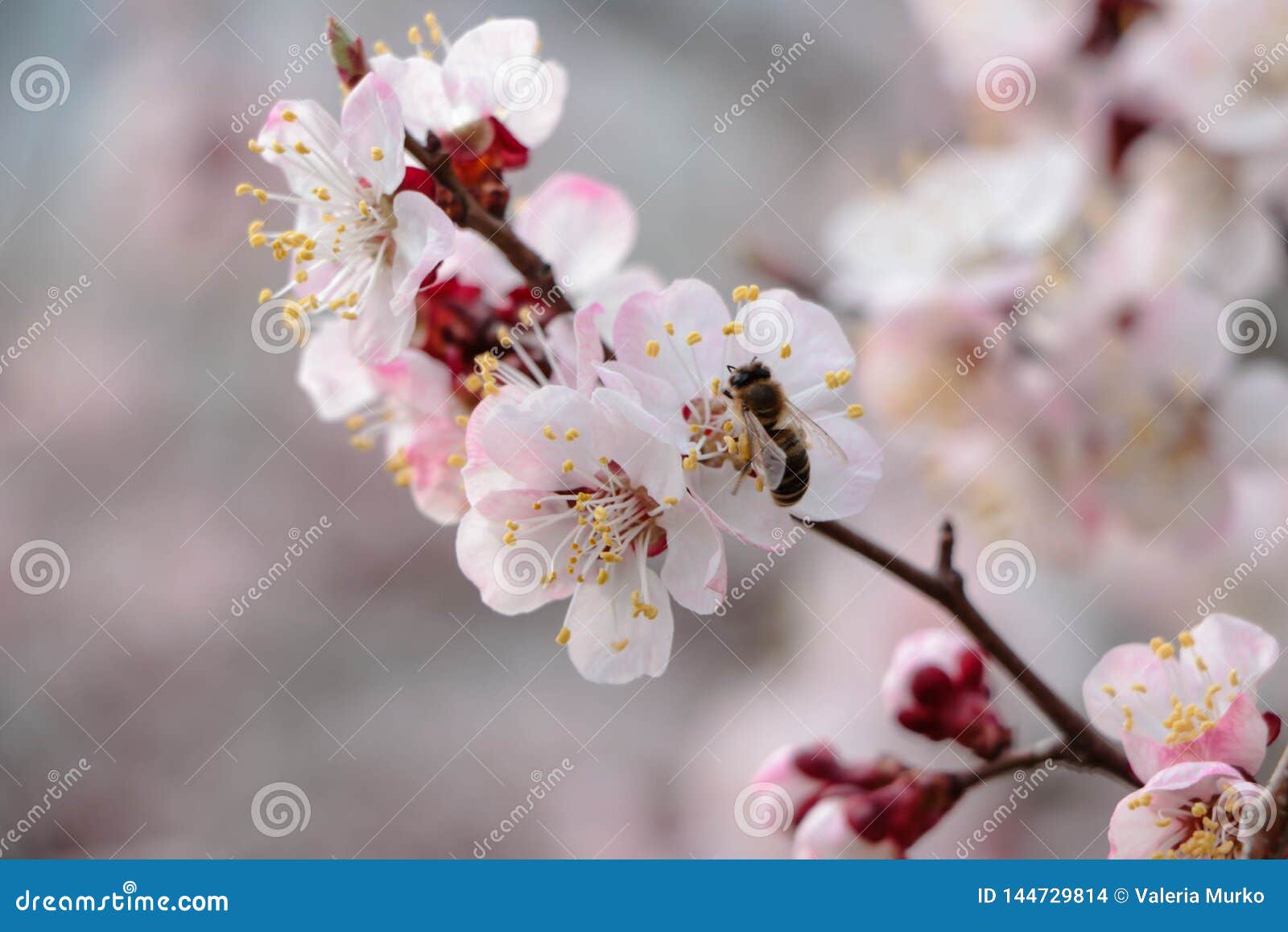Apricot Flower Flowering Apricot Spring Flowers Blurred Background Pink And White Flowers Warm Spring Background Stock Photo Image Of Blossom Nature 144729814