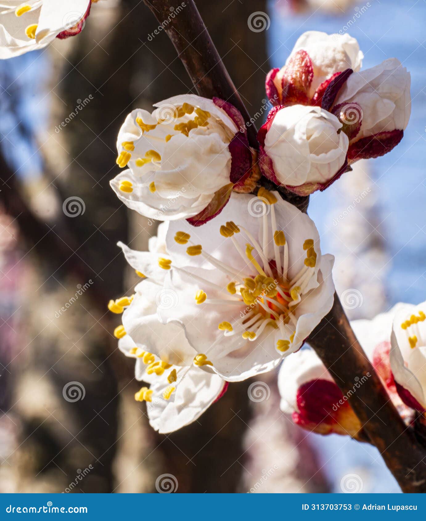 apricot flowers details