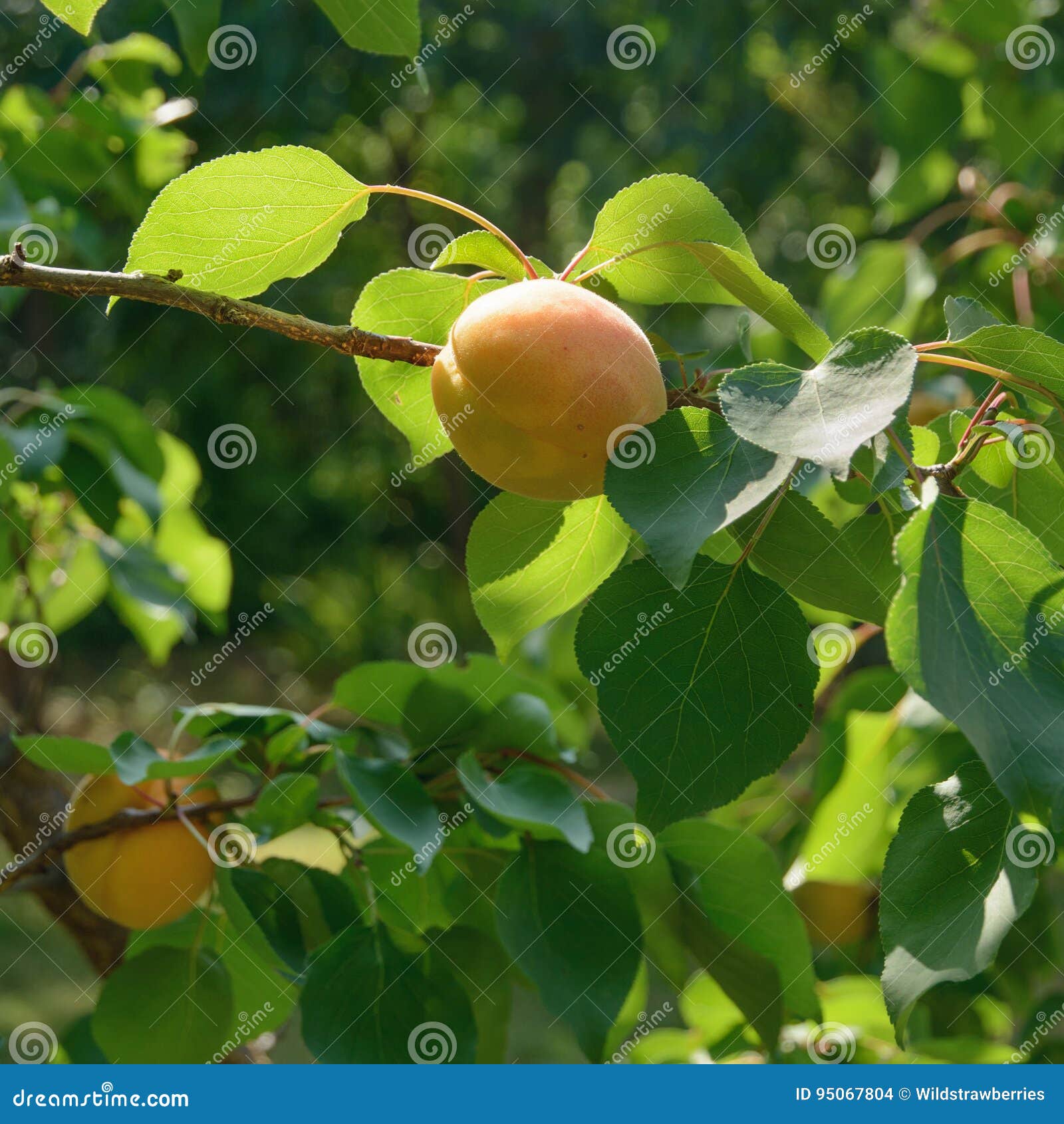 Apricot Fruit Bathed in Warm Sunlight. Selective Focus. Stock Photo