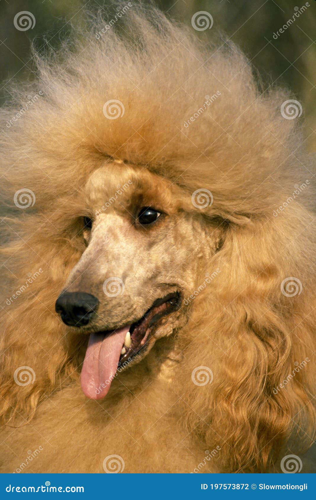 Max the giant best sale poodle