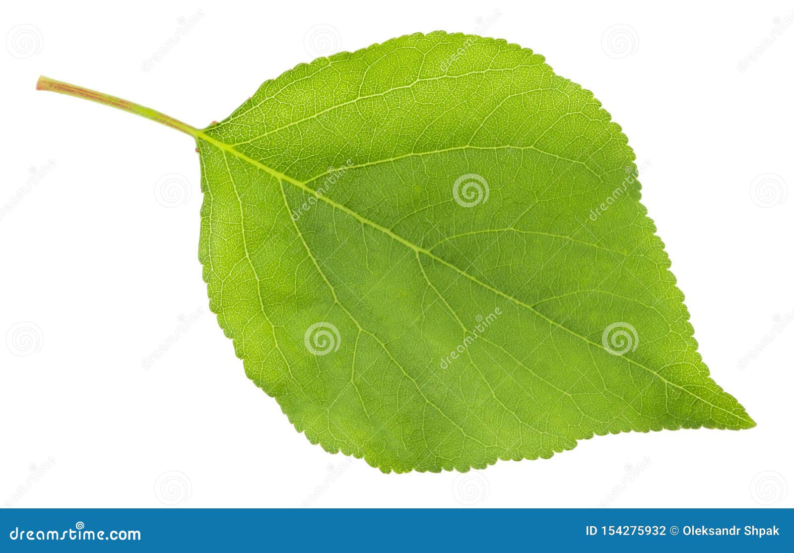 Apricot Leaf Isolated on a White Background Stock Photo Image of nature, plant 154275932