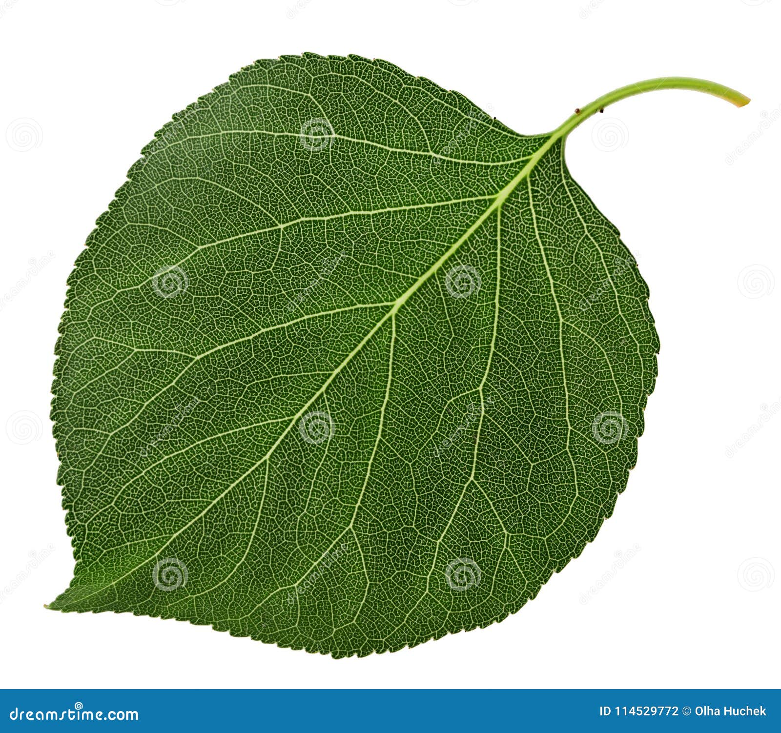 Apricot leaf stock photo. Image of apricot, juicy, plant 114529772