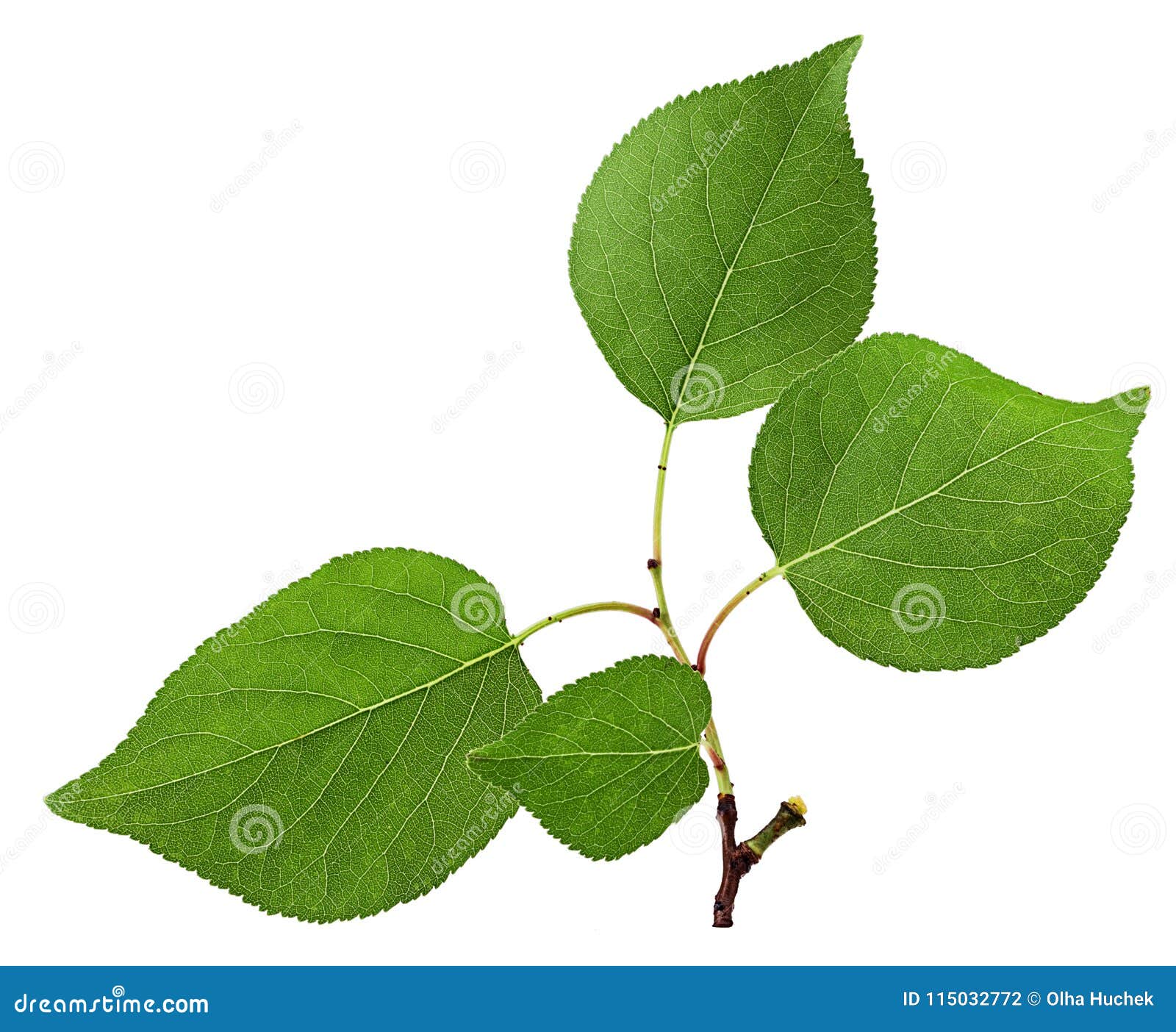 Apricot leaf stock photo. Image of freshness, ripe, leaf 115032772