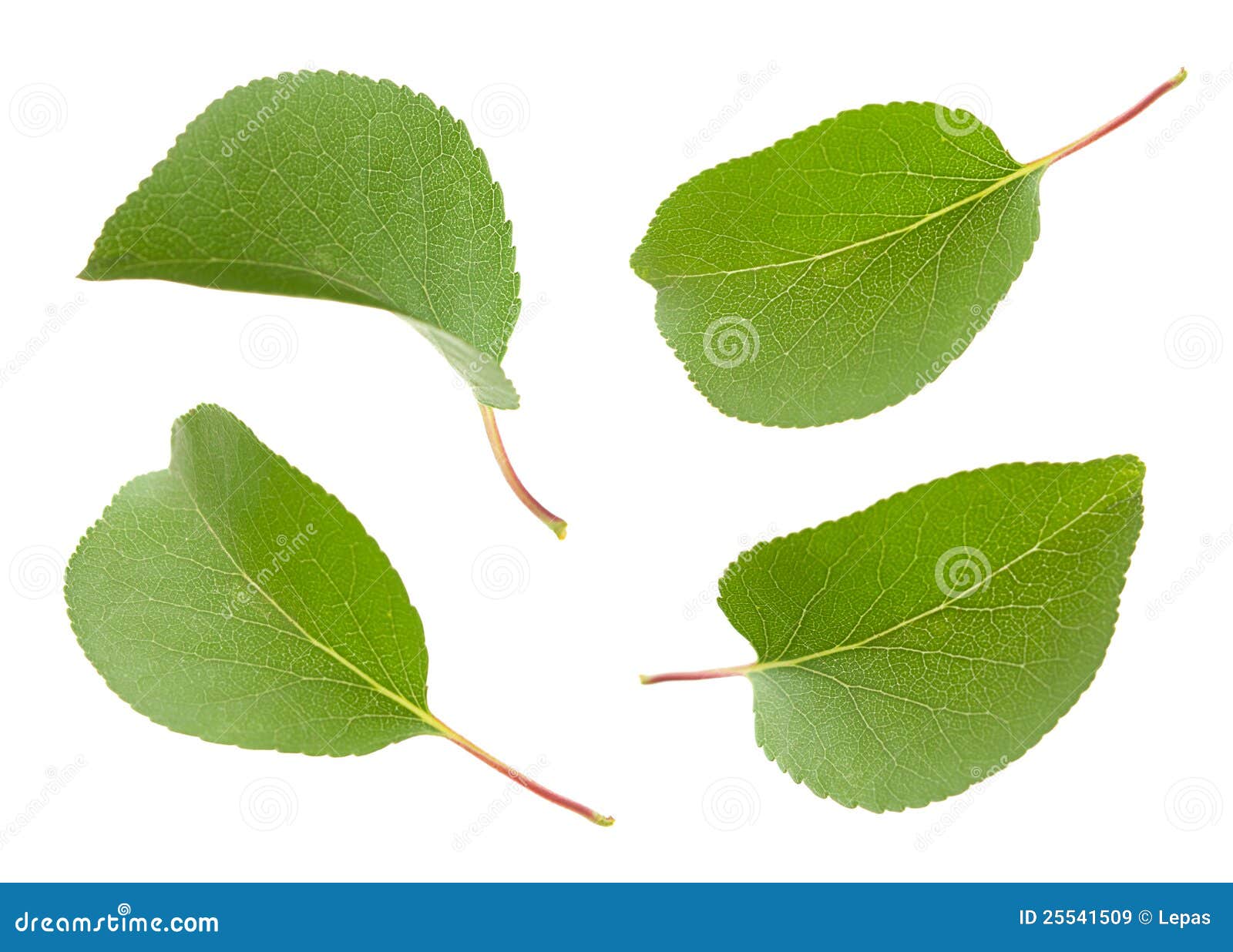 Apricot leaf set stock image. Image of leave, collection 25541509