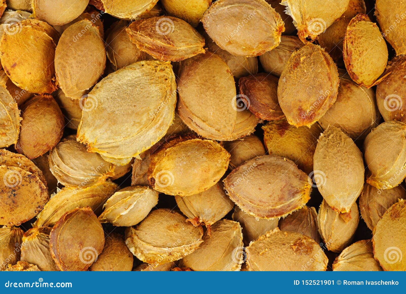 Apricot pits stock image. Image of pitsfood, organic 152521901