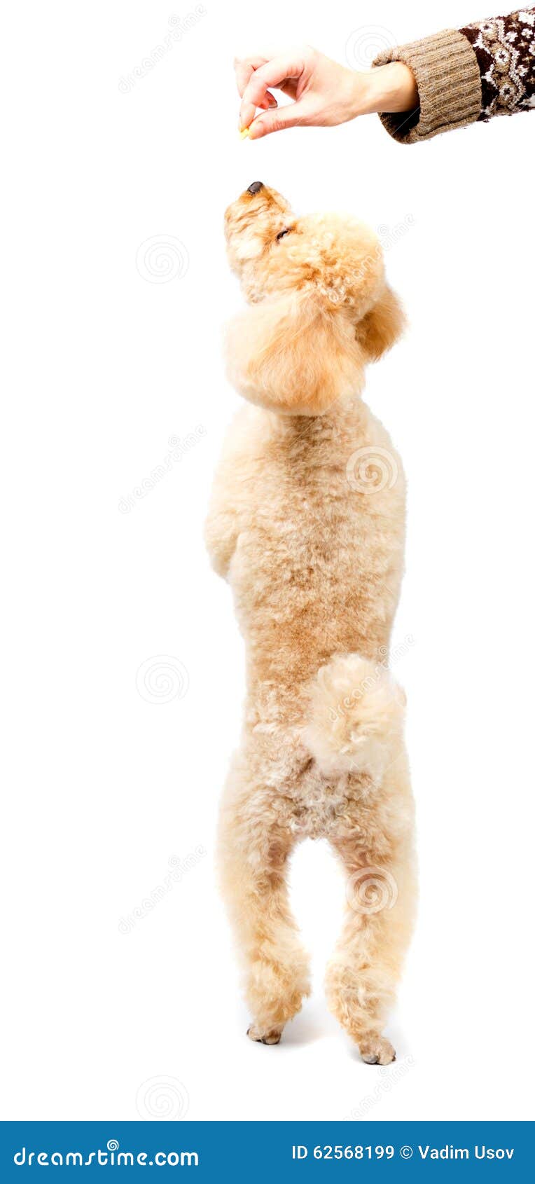 Apricot Poodle Standing On Hind Legs And Looking Up Stock Image Image