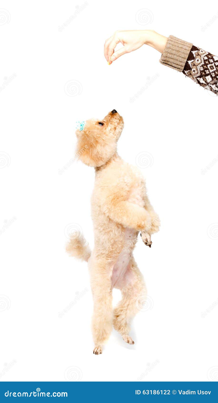Apricot Poodle Standing On Hind Legs And Looking Up Stock Photo Image