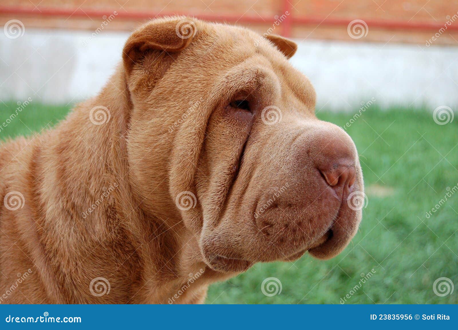 apricot dilute shar pei