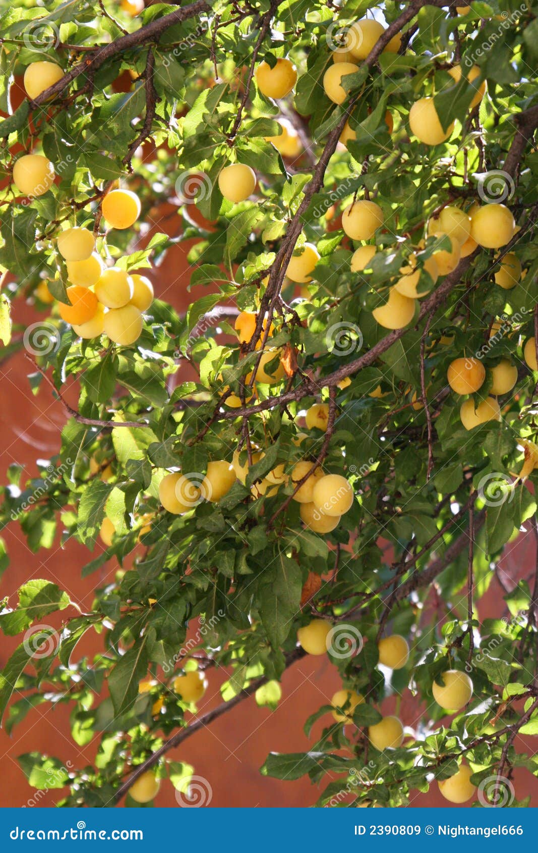 Apricot in the Sunny Afternoon Stock Image Image of bloom, abricot