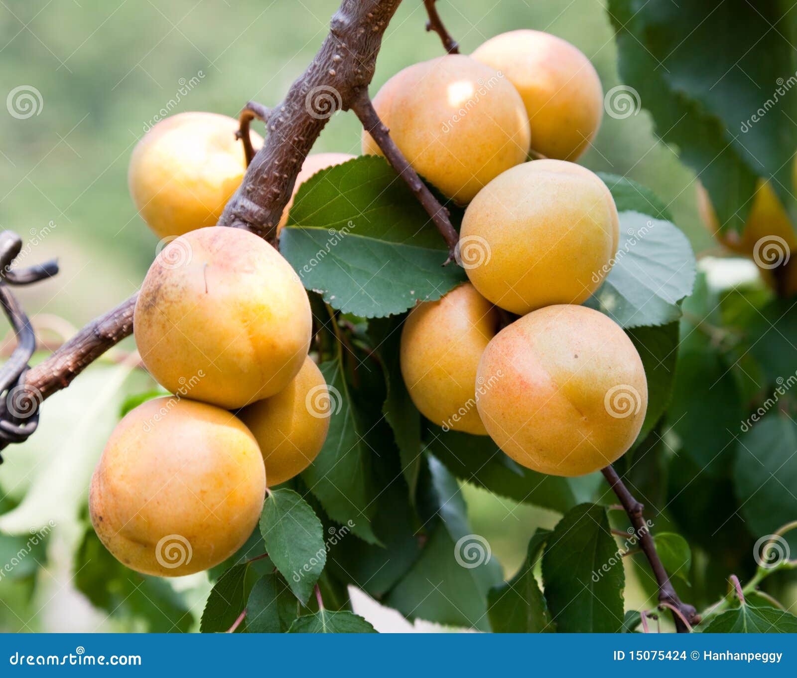 Apricot tree. Fresh apricots on the tree.