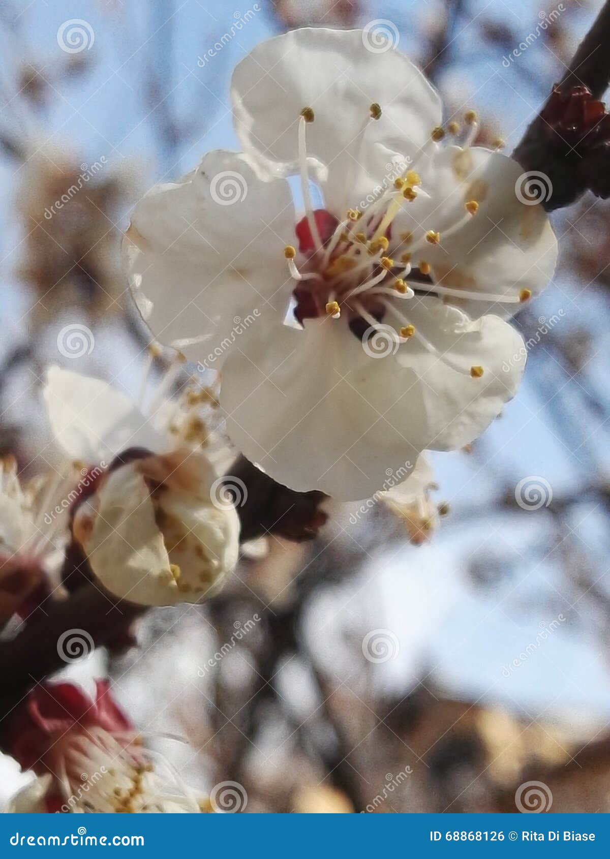Apricot tree in bloom stock photo. Image of white, tree 68868126