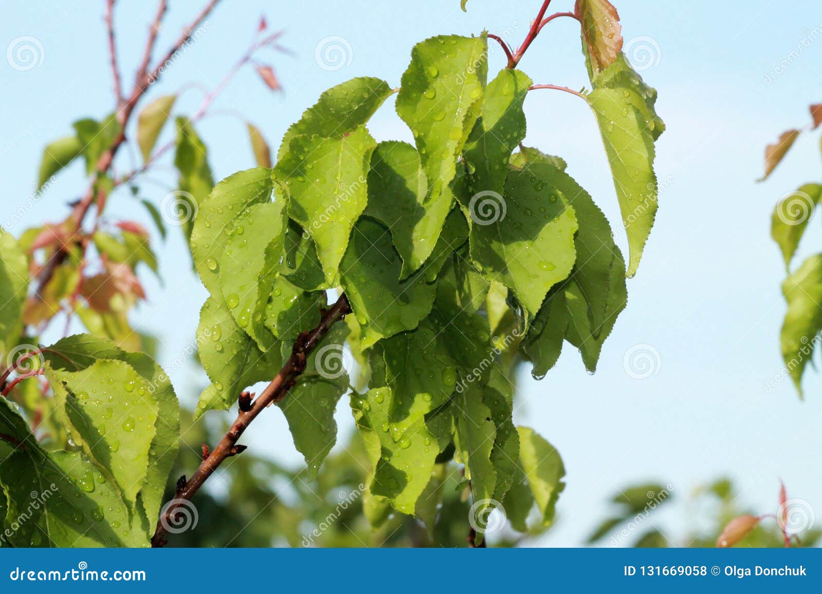 Apricot Tree Leaves with the Rain Drops Stock Photo Image of close, nature 131669058