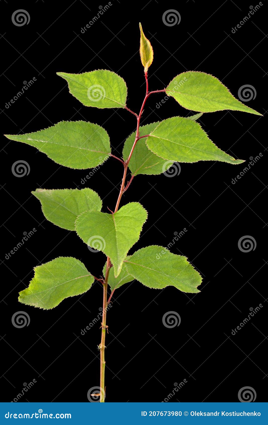 Black Cherry Tree Sapling Stock Photos Free & RoyaltyFree Stock