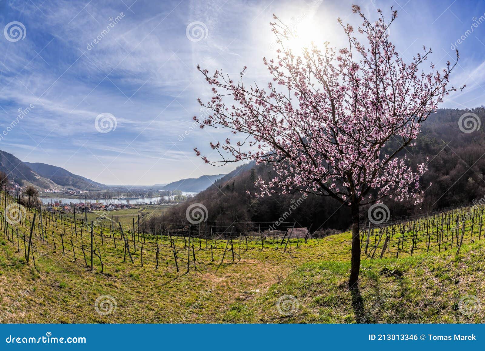 Apricot Trees during Spring Time in Wachau Valley, Austria Stock Photo