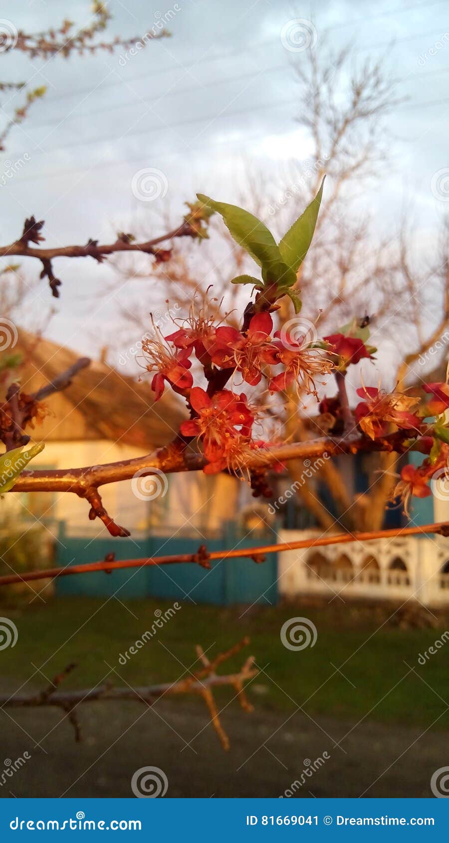 Apricot Vetet Spring Stock Image Image Of Macro Landscape 81669041