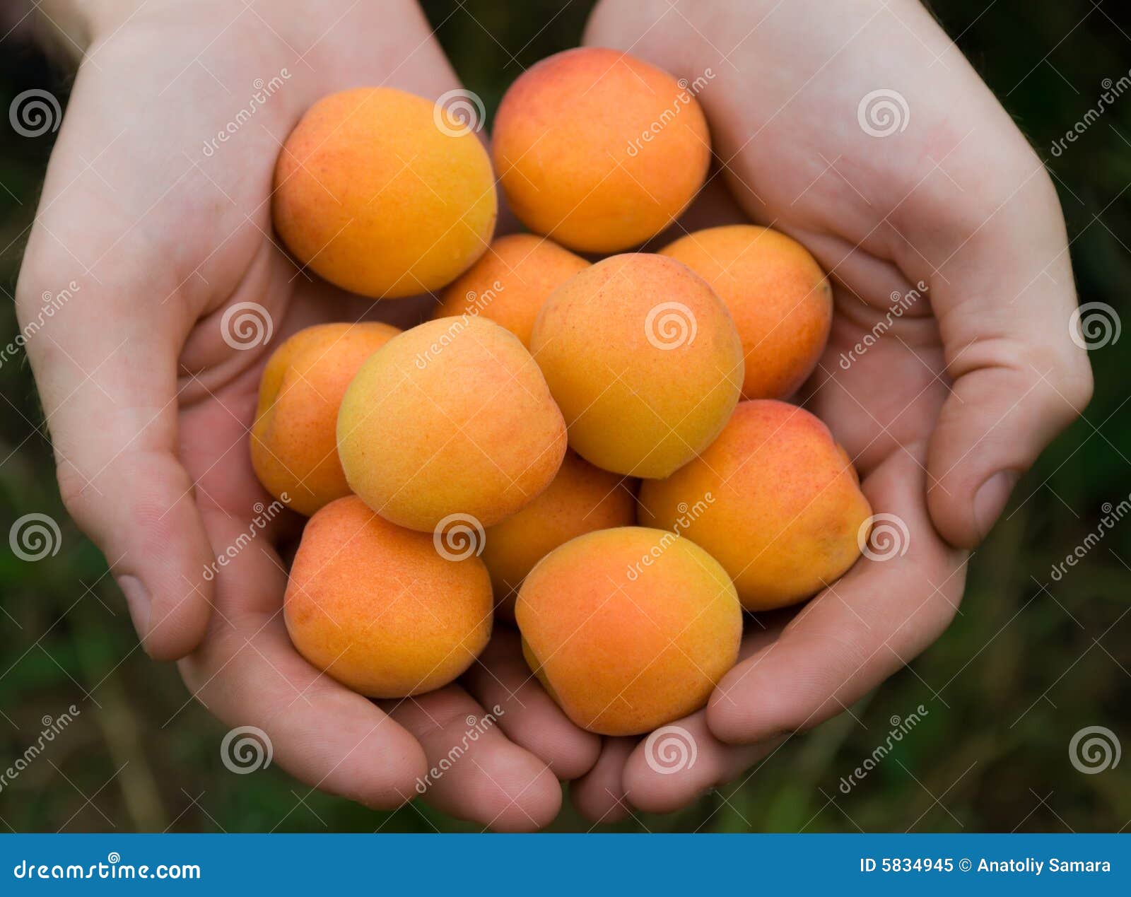 Apricots in hands stock image. Image of male, juicy, freshness 5834945