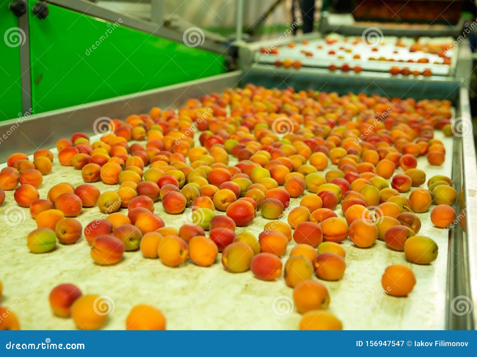 Apricots on Line of Automatic Sorting Stock Image Image of industrial