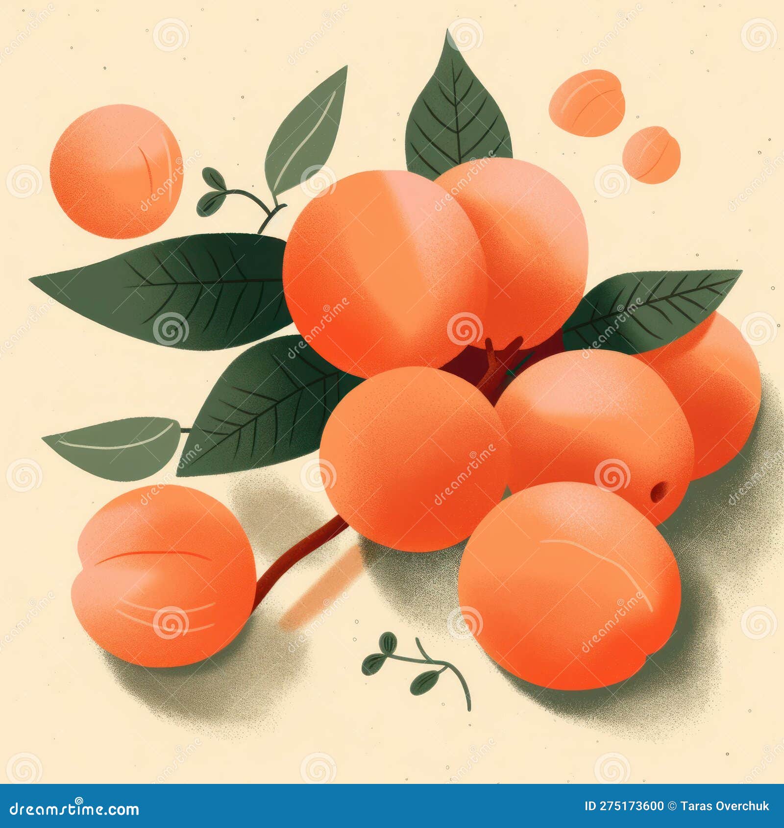 Apricots or Peaches with Leaves Isolated on Solid Background. Stock