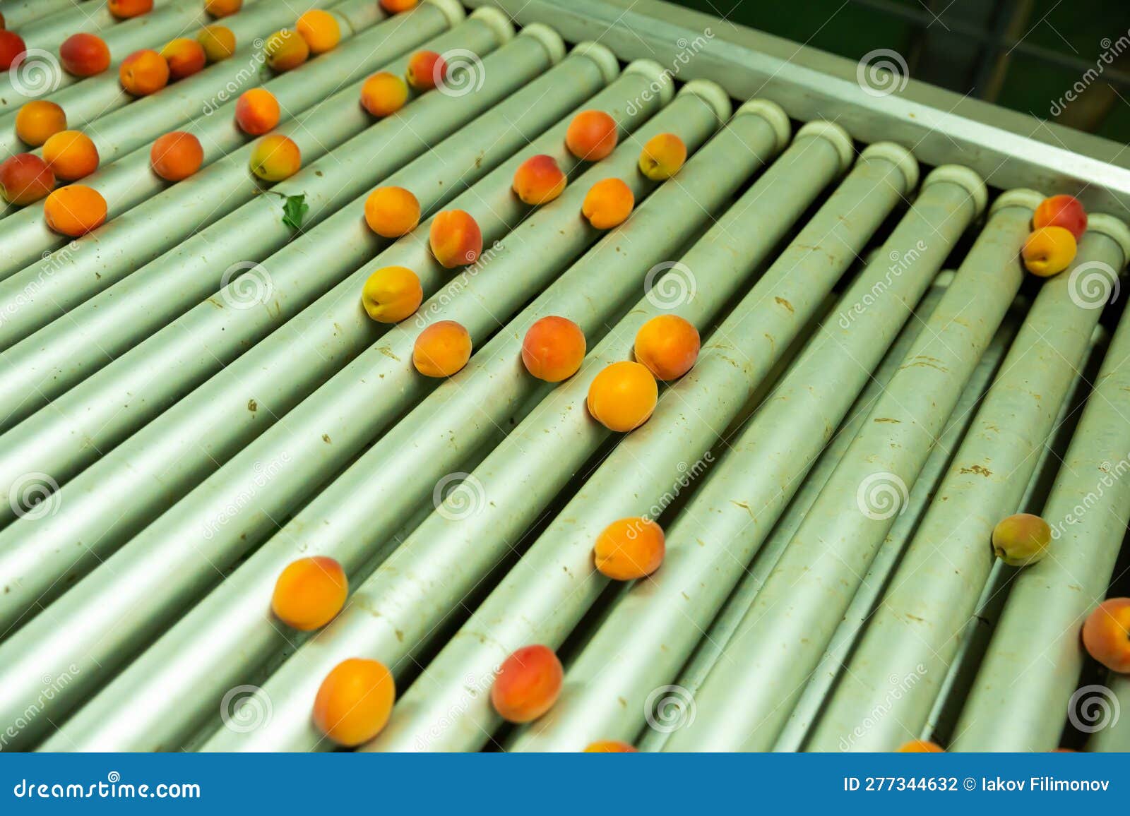 Apricots on Rolling Conveyor of Sorting Line Stock Photo Image of