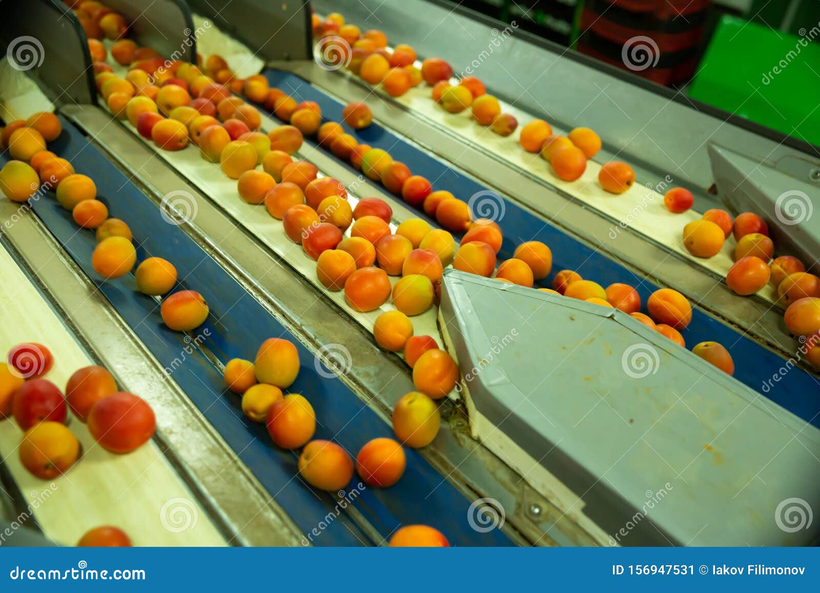 Apricots on sorting line stock image. Image of food 156947531