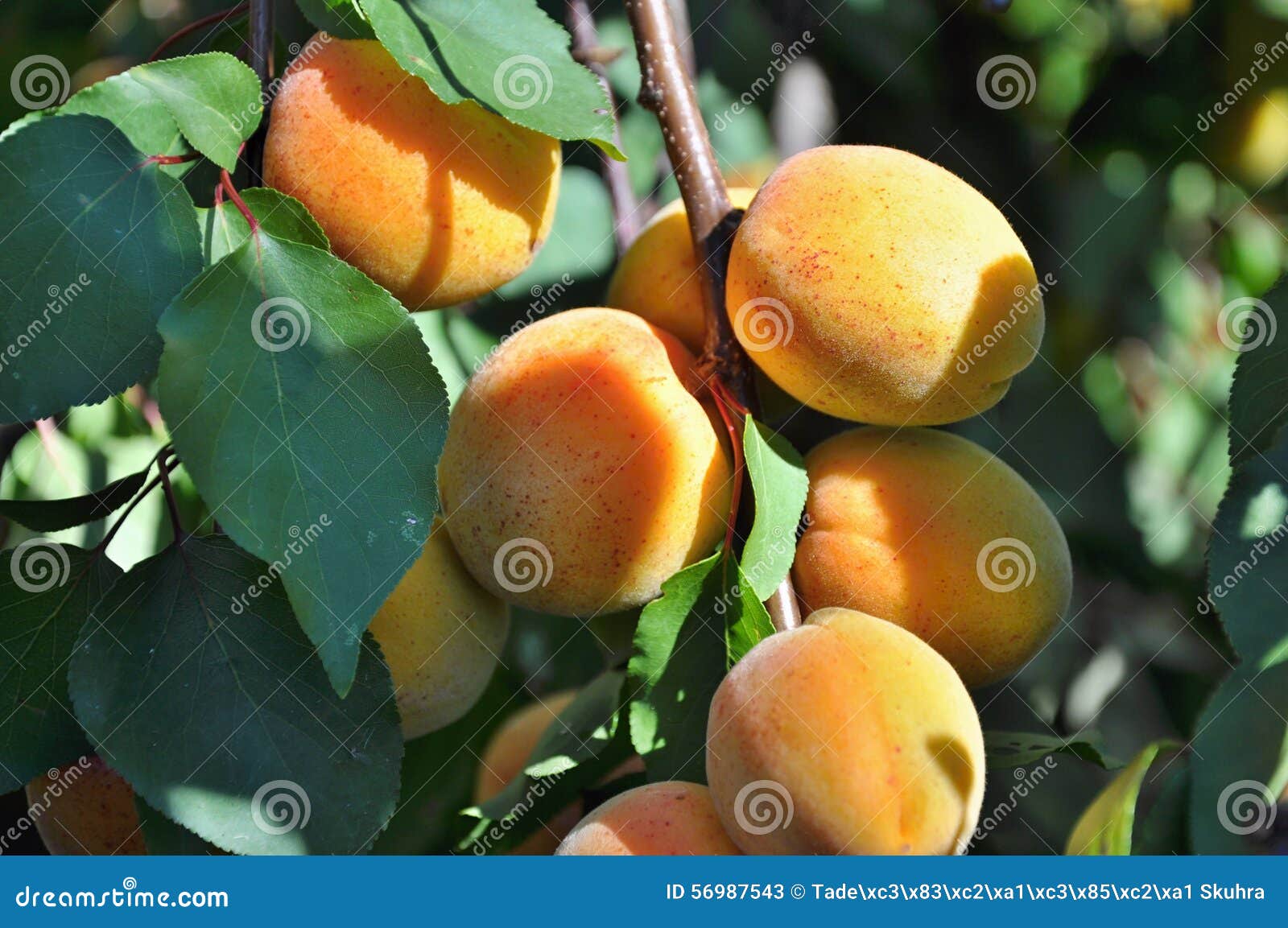 Apricots on tree stock image. Image of branch, farming 56987543
