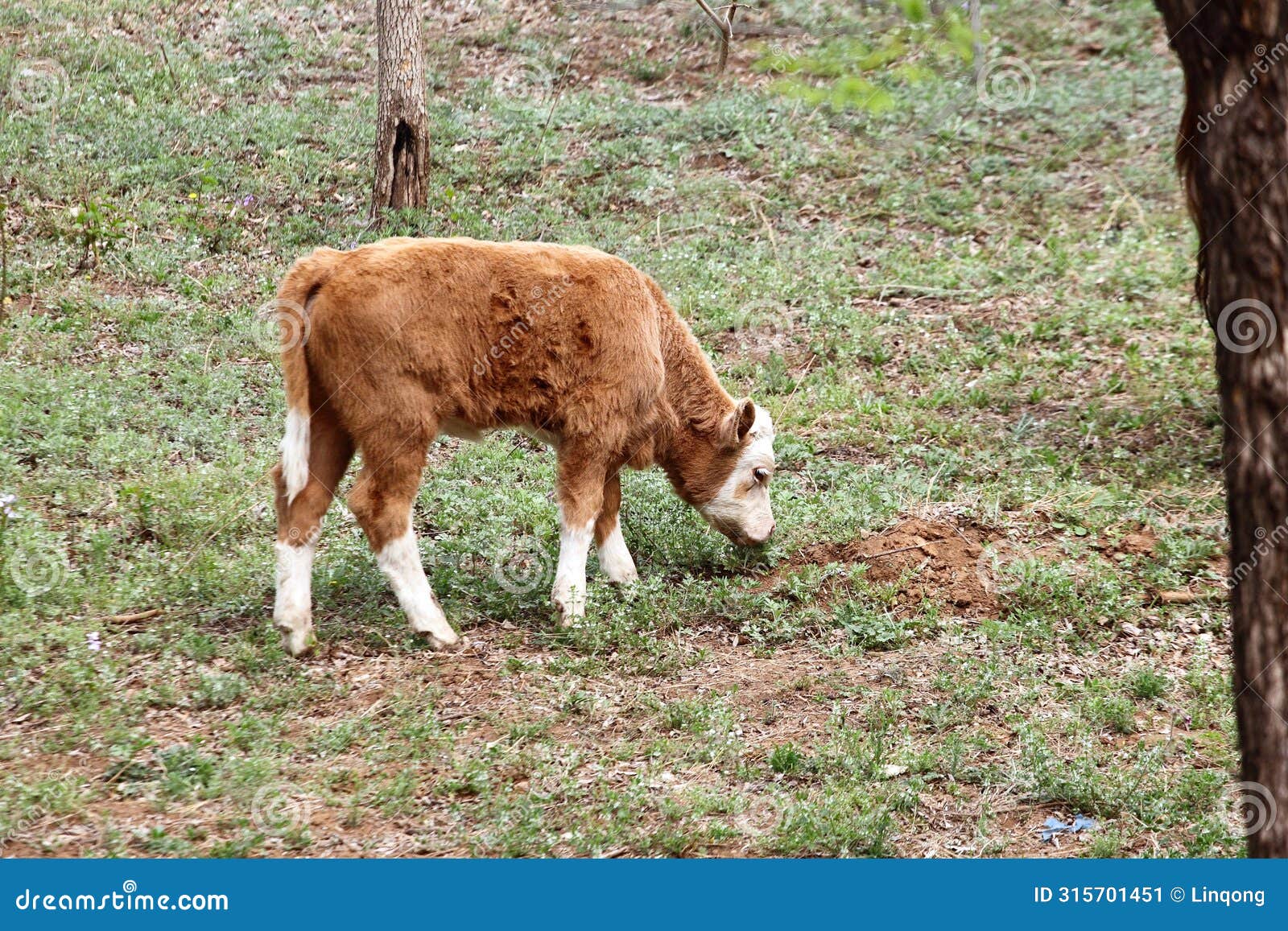 a calf is grazing on the grass..