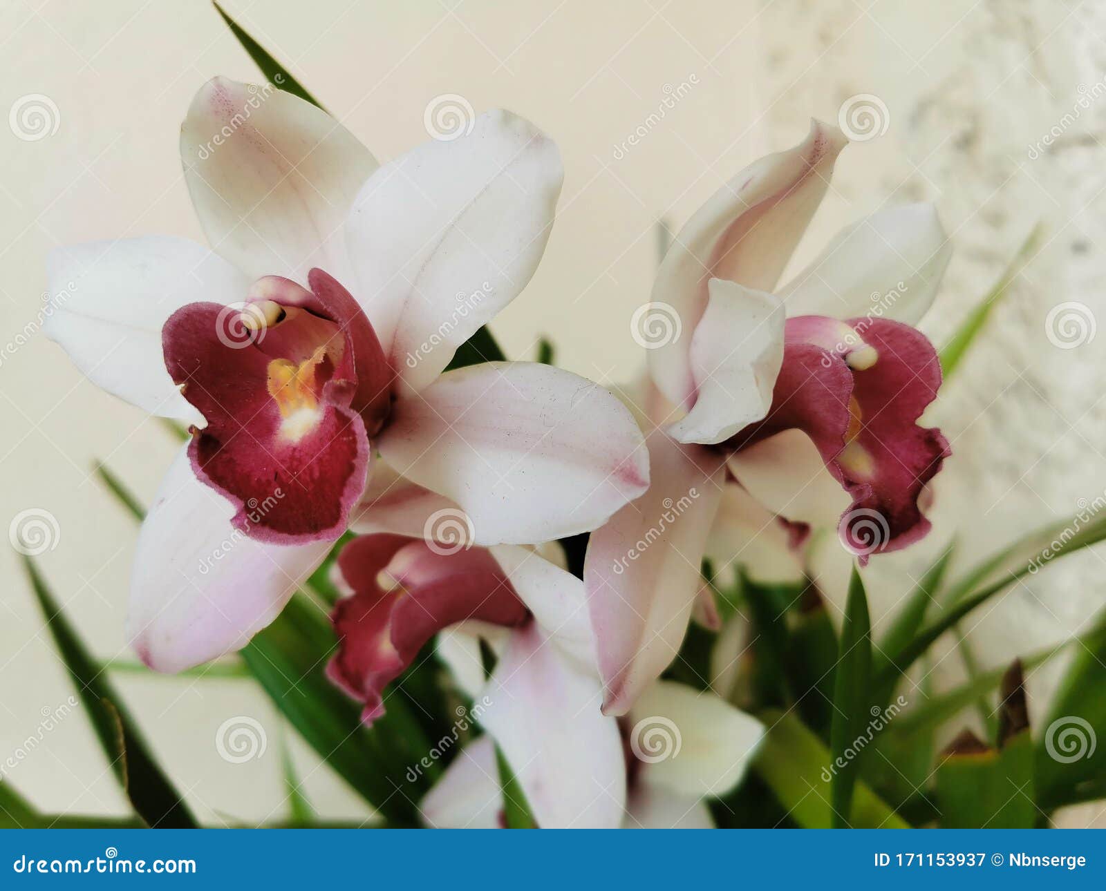 Aproximação De Flores De Orquídea Florescendo No Inverno Imagem de Stock -  Imagem de haste, flora: 171153937