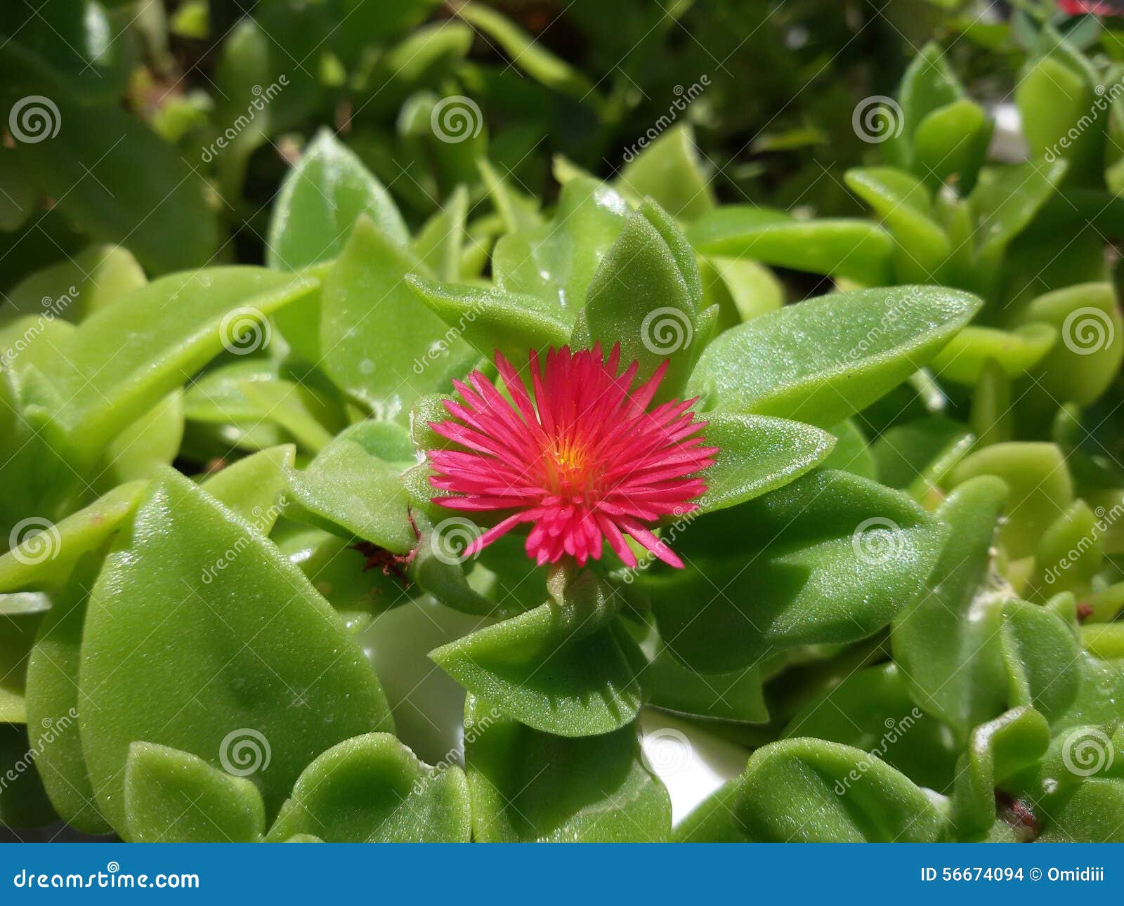 aptenia cordifolia flower