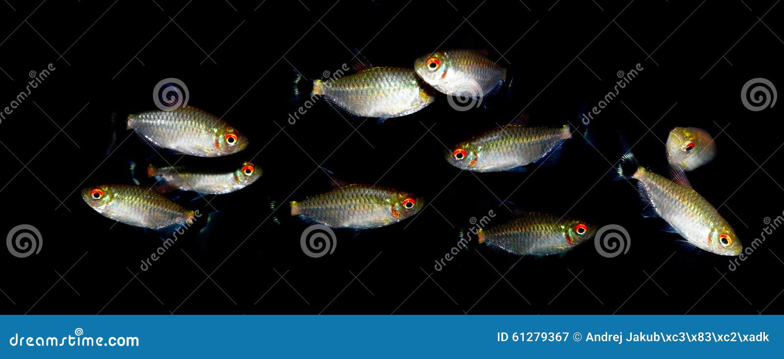 aquaarium fish. characidae family