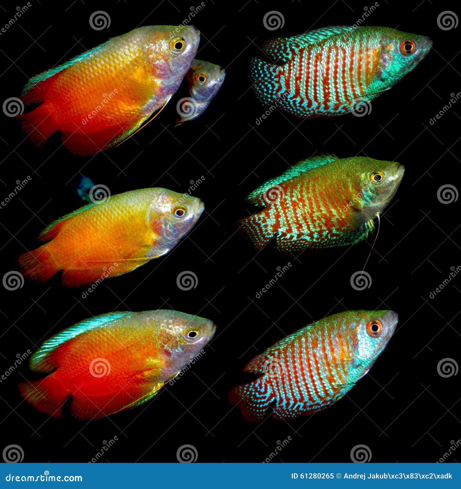 Aquaarium fisk Anabantoidae familj. Sötvattens- akvariefisk från Asien Trichogaster och Trichopodus eller Colisa