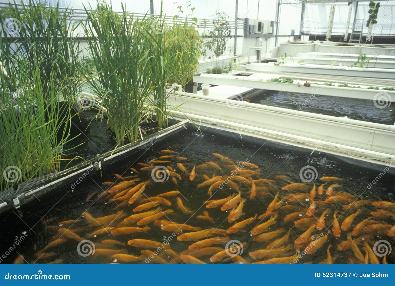 Aquaponics vegetable farming Vertical Farming Market Size to Surpass US$ 31.15 Bn by 2030