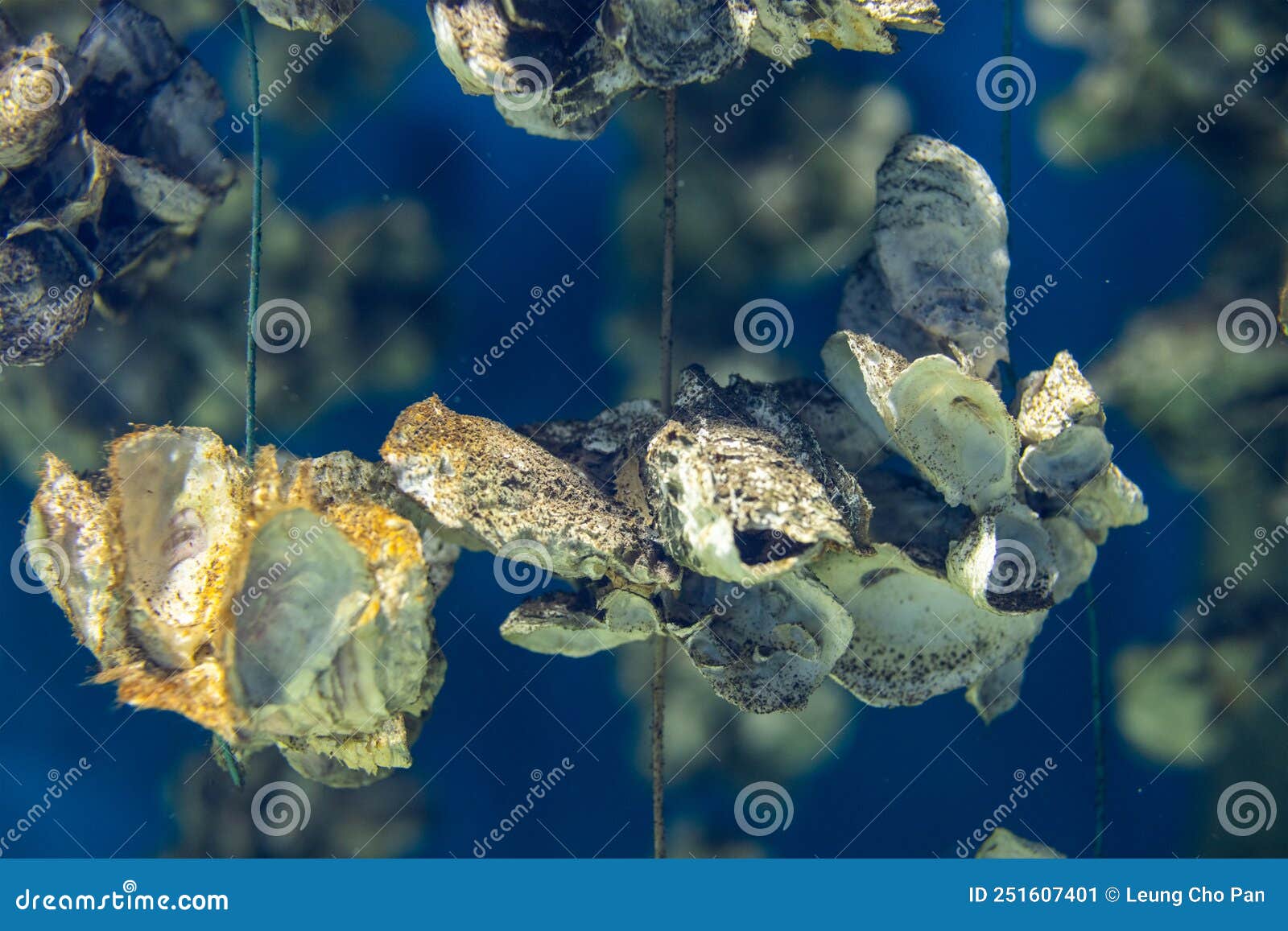 Aquaculture of the oyster stock image. Image of fisherman 251607401