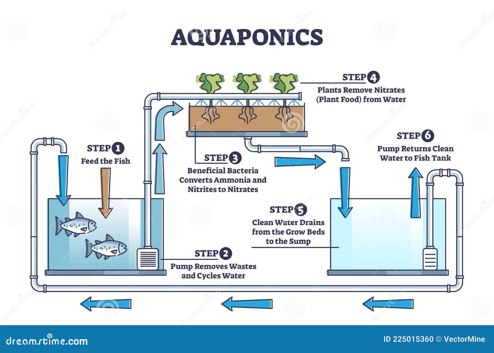aquaponics food production with hydroponics plants and fishes outline diagram