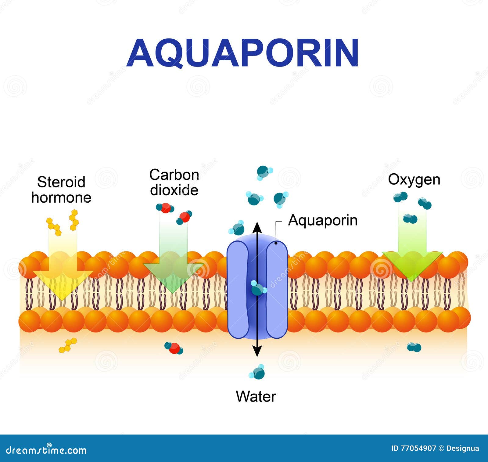 aquaporin is integral membrane proteins