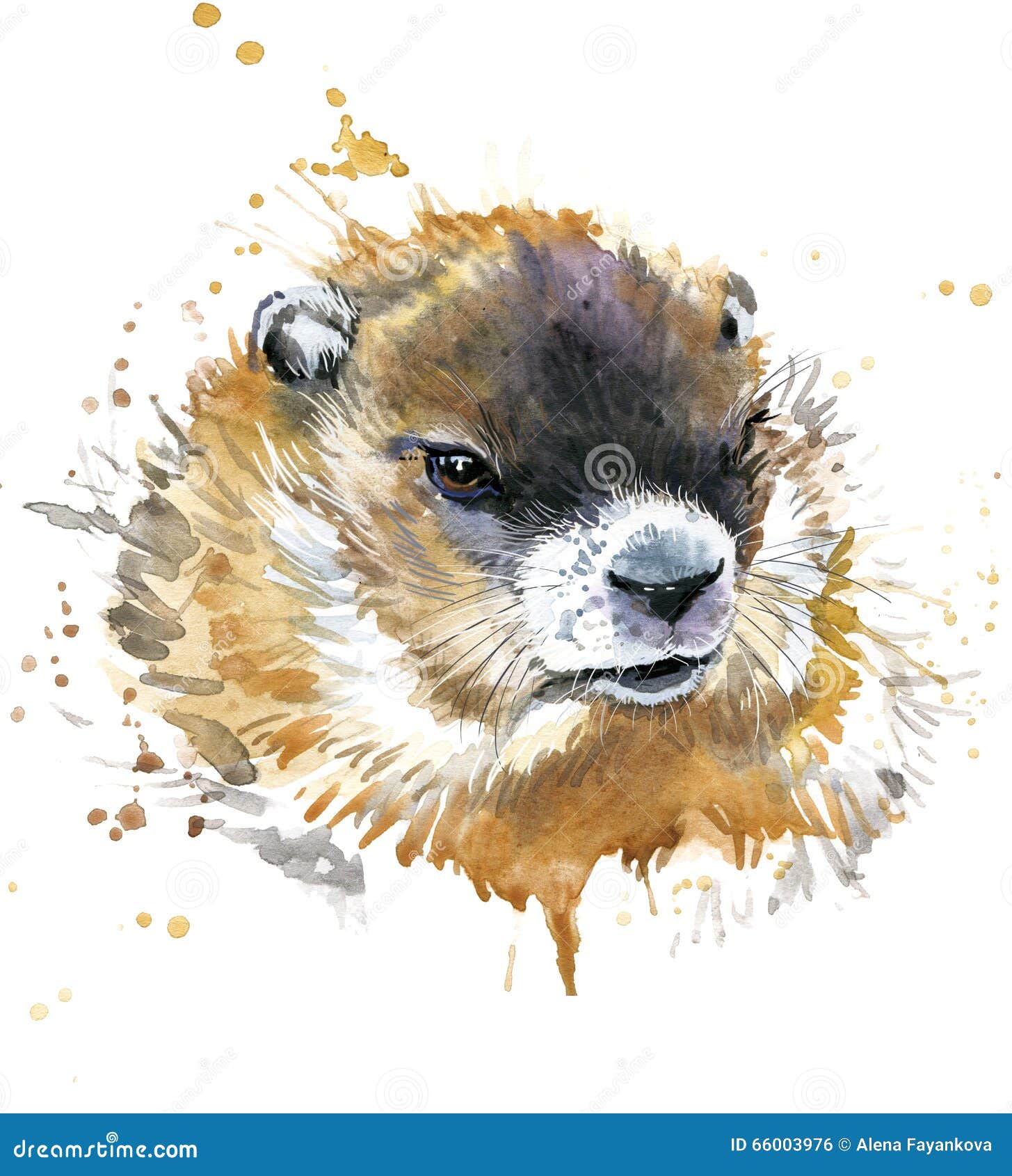 Aquarelle de Marmot illustration stock. Illustration du février - 66003976