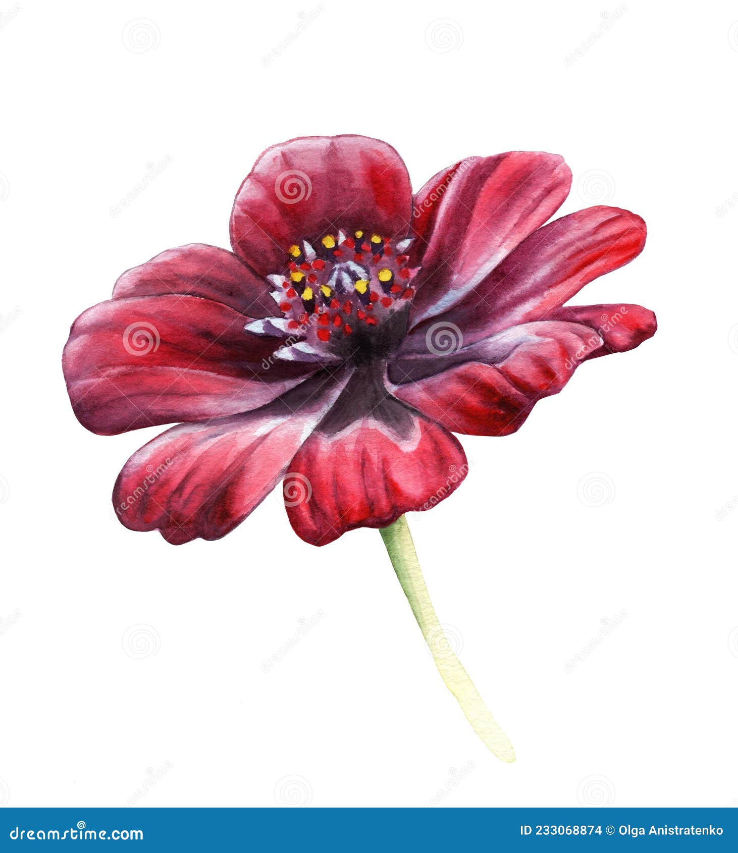 Aquarelle Dessin D'une Fleur Rouge Foncé Chocolat Kosmeya Nom Latin Cosmos  Atrosanguineus Illustration Stock - Illustration du lilas, botanique:  233068874