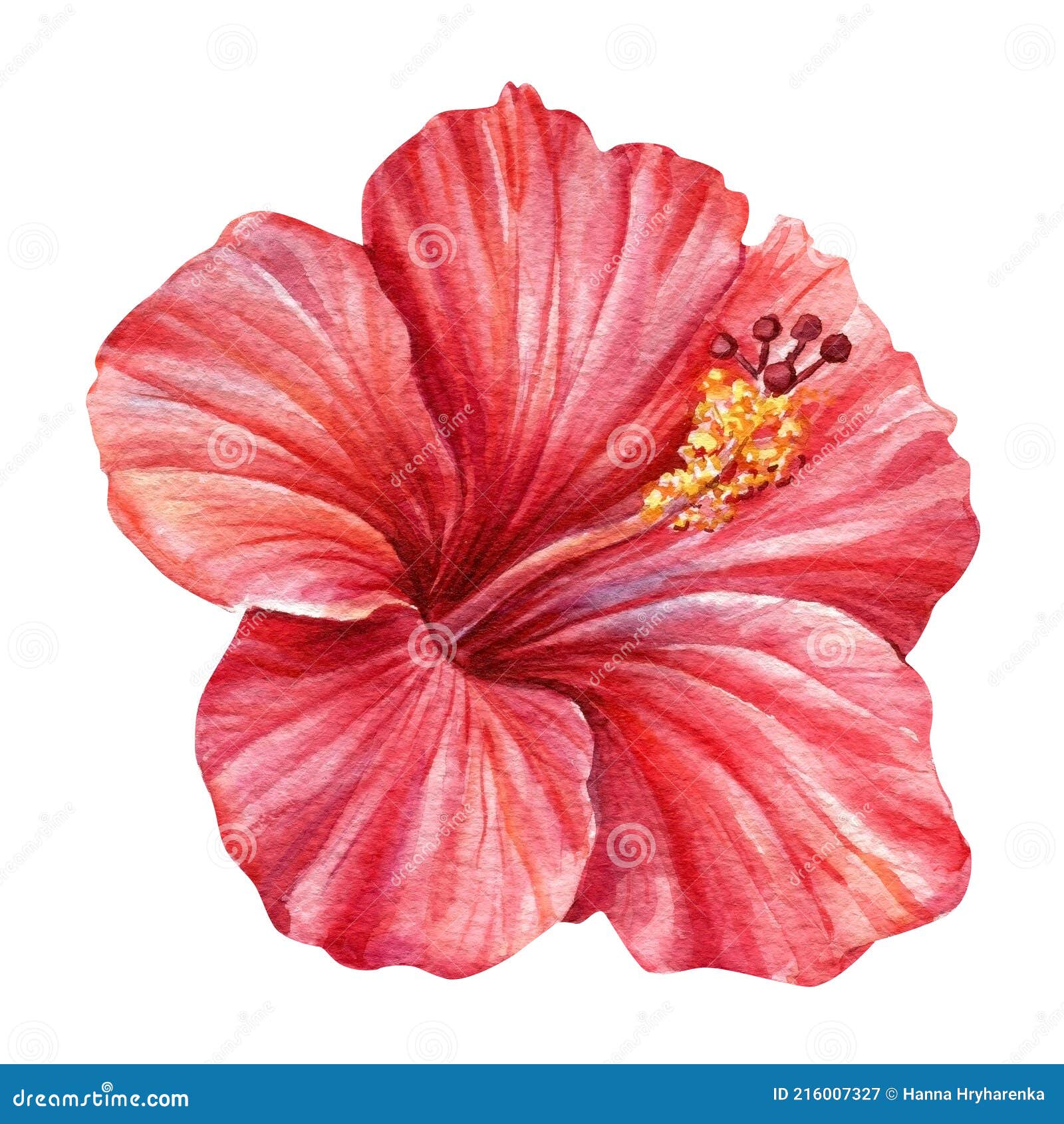 Aquarelle Hibiscus Fleur Close Sur Fond Blanc Isolé Illustration Stock -  Illustration du fond, salutation: 216007327