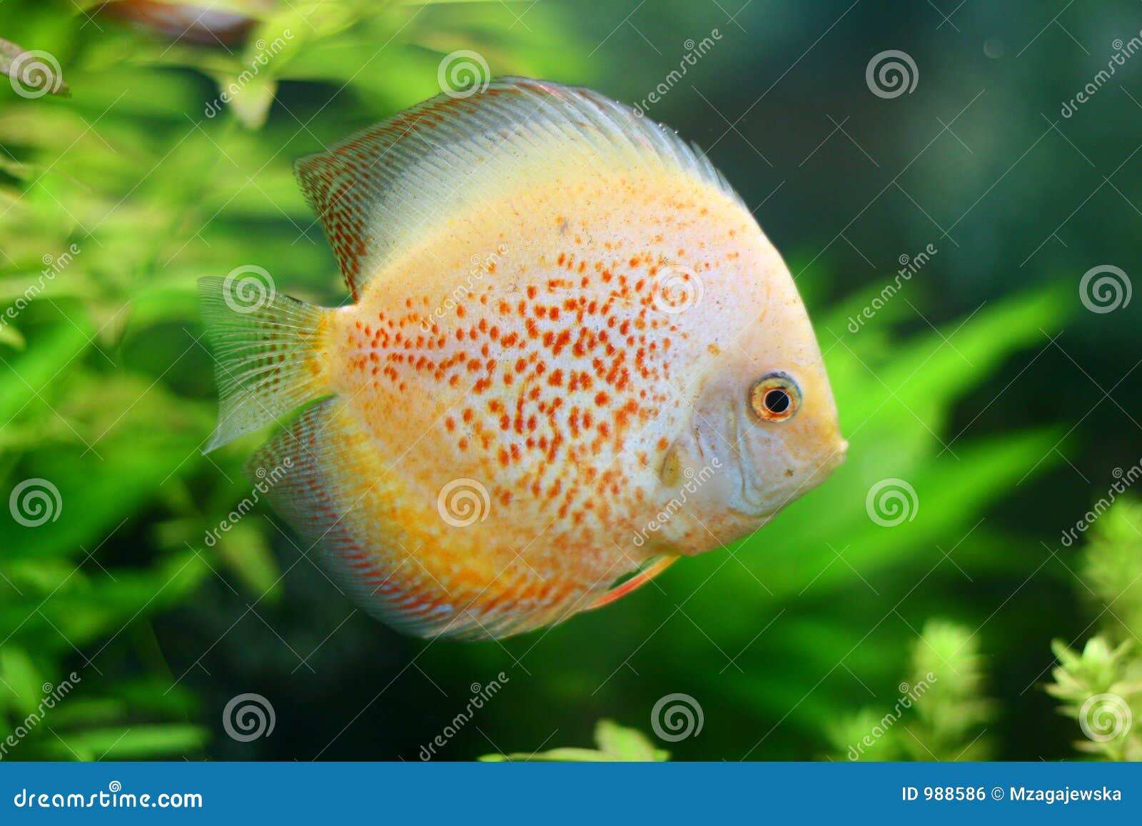 aquarium