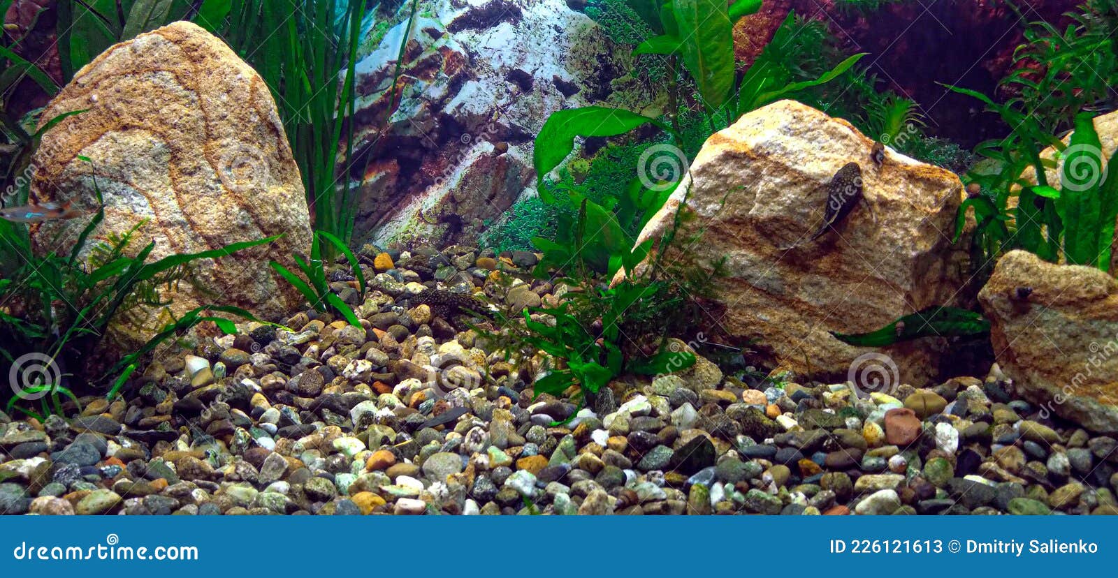 Aquarium Avec Plantes Et Galets De Rivière Décoré De Grès Rayés Image stock  - Image du arénacé, rayé: 226121613