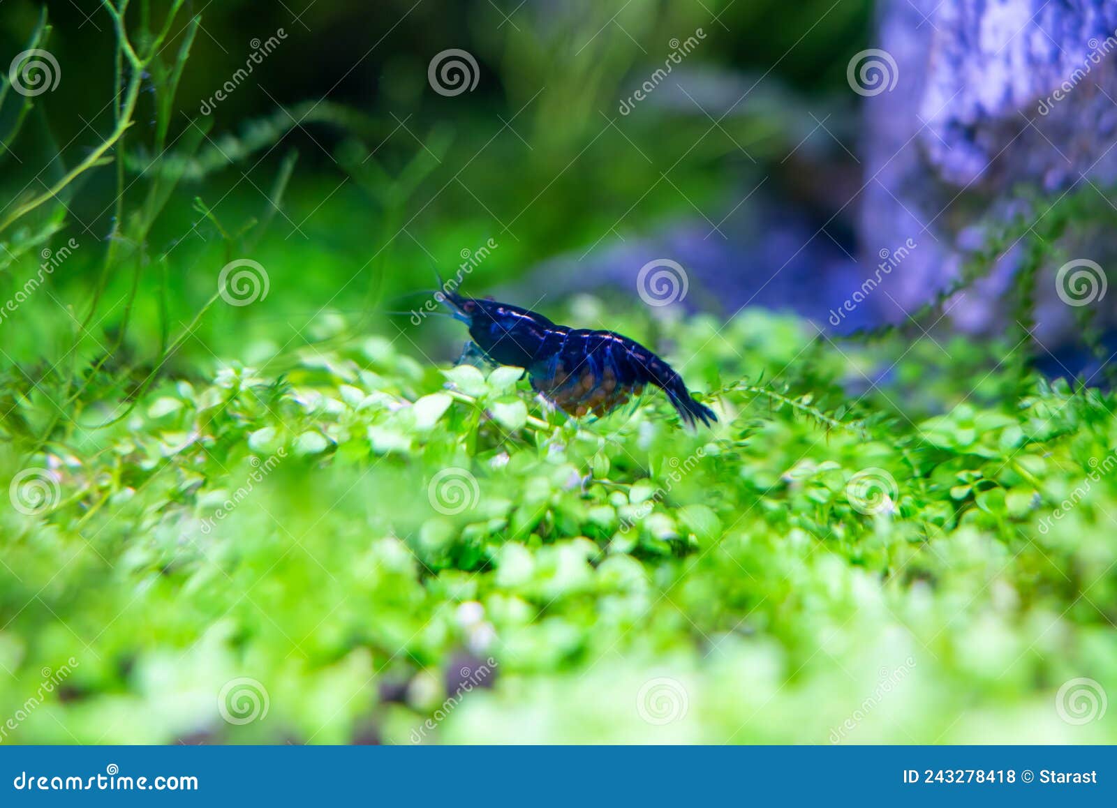 aquarium blue dream shrimp in plant aquascape