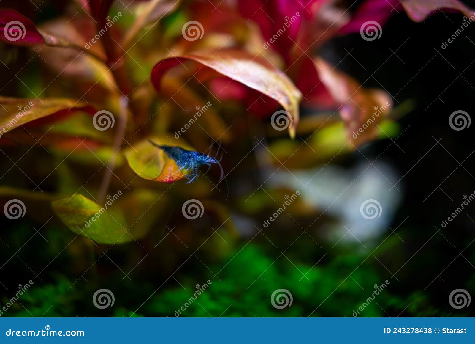 aquarium blue dream shrimp in plant aquascape