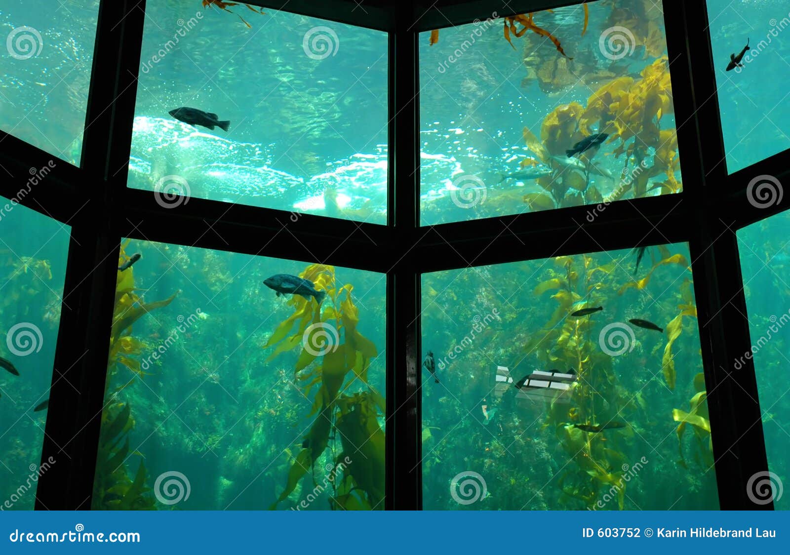 Aquarium CloseUp stock photo. Image of large, school, tourist 603752