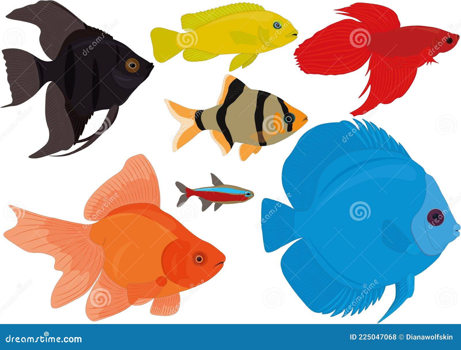 Aquarium Coloré Collection De Poissons Tropicaux Barbus Scalare Néon Diskus  Cichlid Betta Modèle Vectoriel De Poisson Rouge Illustration de Vecteur -  Illustration du bleu, coloré: 225047068