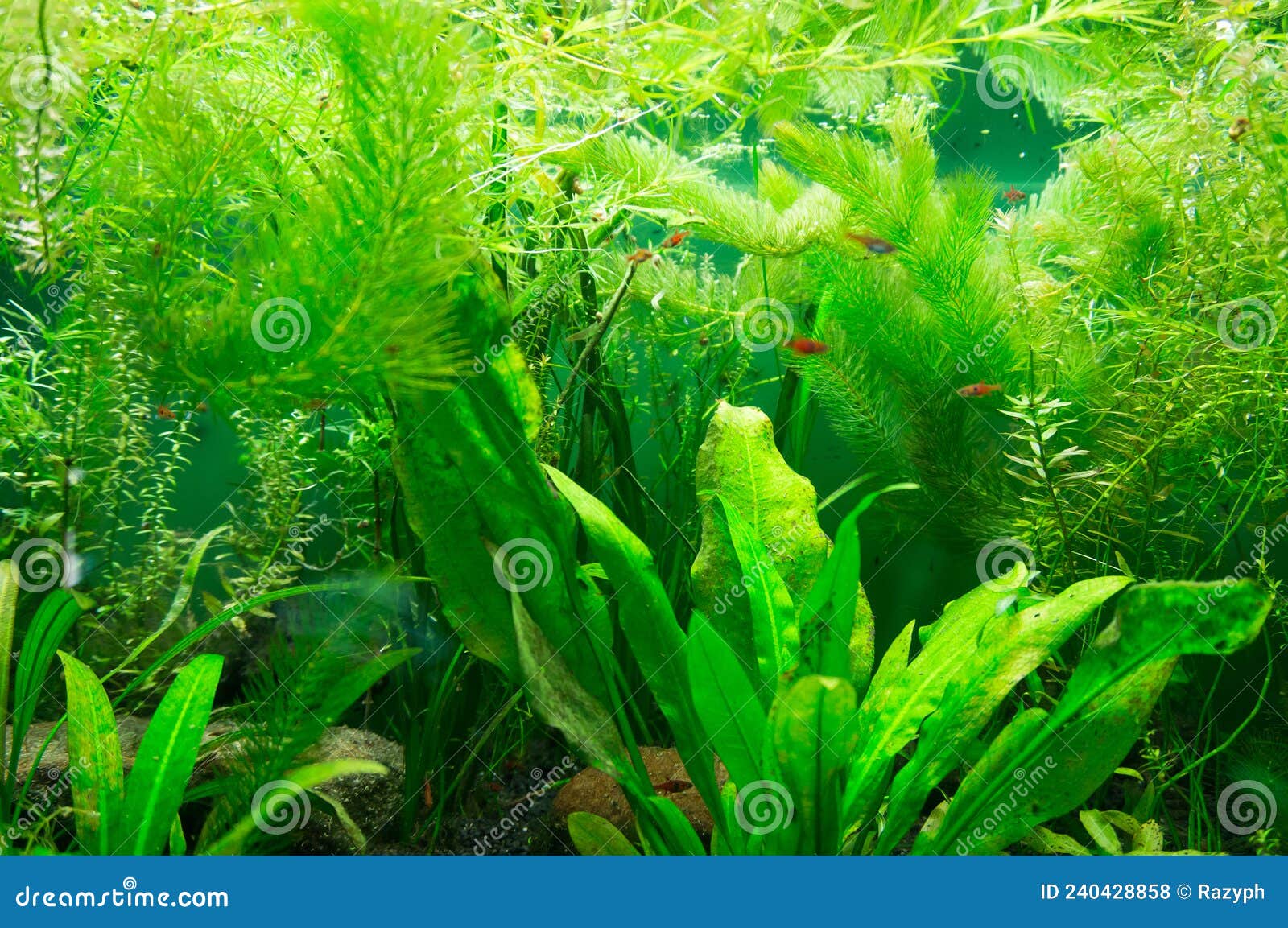 Aquarium with Green Vegetation Stock Photo Image of natural